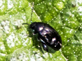 Chaetocnema concinna